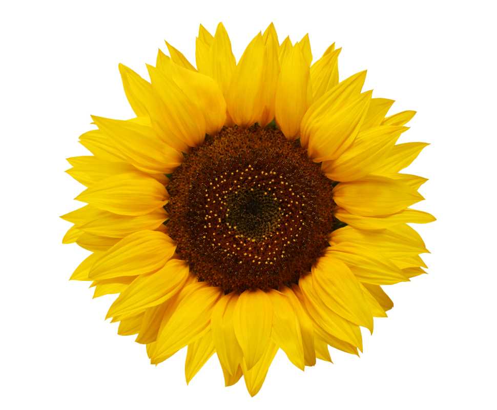 A bright yellow sunflower with a dark brown center, displayed against a plain white background. The petals radiate outward symmetrically.